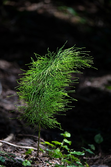 Räucherkräuter-Lexikon – Buchstabe: A – Ackergauchheil / Ackerschachtelhalm / Ahorn