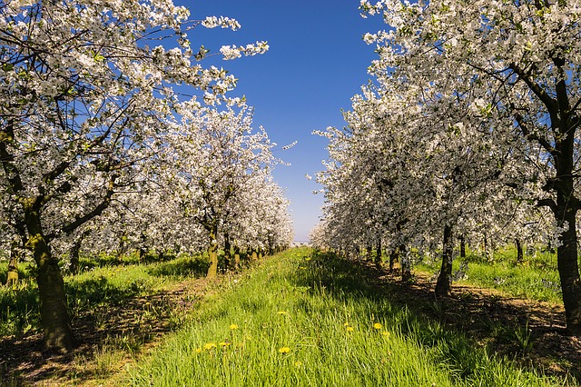 Räucherkräuter-Lexikon – Anissamen – Apfelbaum – Augentrost