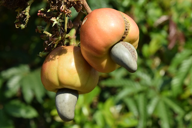 Cashew – die Powernuss!