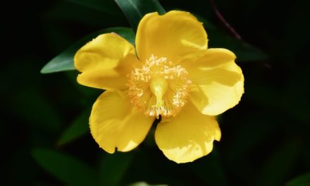 Bachblüten stellen sich vor – Heute: Agrimony