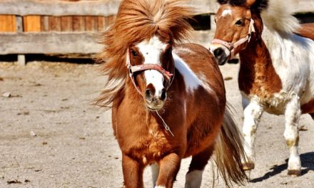 Das Leben ist kein Ponyhof – machen wir es dazu!