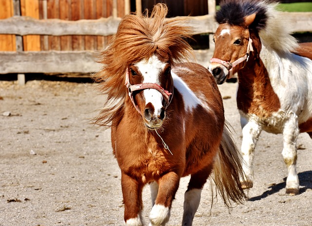 Das Leben ist kein Ponyhof – machen wir es dazu!