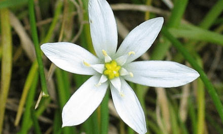 Bachblüten stellen sich vor – Heute: Star of Bethlehem