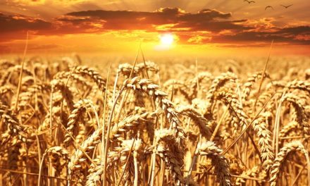Lughnasad – Lammas – Mariä Himmelfahrt