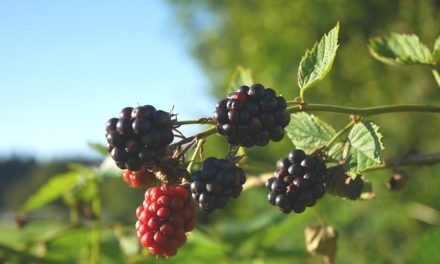 Räucherkräuter-Lexikon: Brennnessel – Brombeere – Buche
