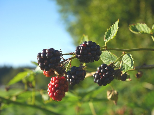 Räucherkräuter-Lexikon: Brennnessel – Brombeere – Buche