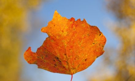 Bachblüten stellen sich vor – Heute: Aspen