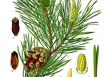 Bachblüten stellen sich vor – Heute: Pine