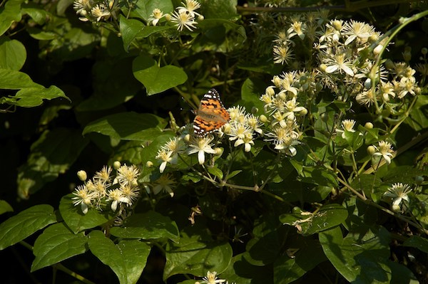Bachblüten stellen sich vor – Heute: Clematis
