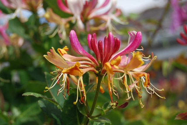 Bachblüten stellen sich vor – heute: Honeysuckle