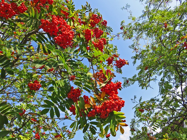 Räucherkräuter-Lexikon – Eschenblätter – Estragon – Faulbaum