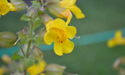 Mimulus – Bachblüten stellen sich vor