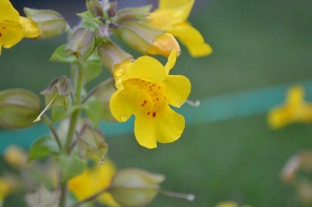 Mimulus – Bachblüten stellen sich vor