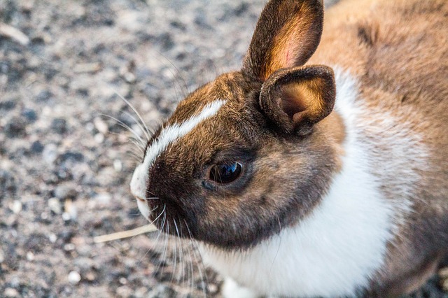 Was ist Ostern für Dich?