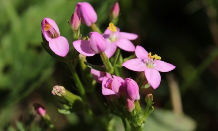 Bachblüten stellen sich vor – Heute: Centaury