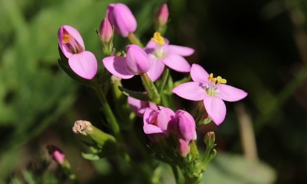 Bachblüten stellen sich vor – Heute: Centaury