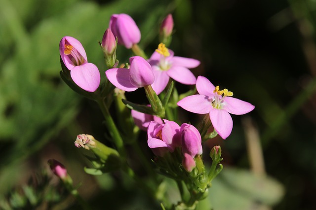 Bachblüten stellen sich vor – Heute: Centaury