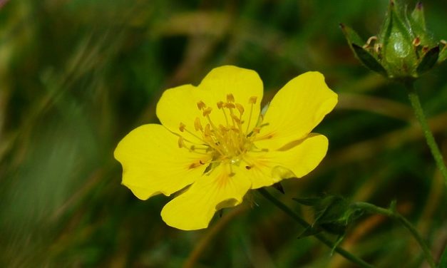 Rock Rose – Bachblüten stellen sich vor