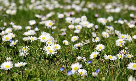 Pflanzenmagie: Das Gänseblümchen