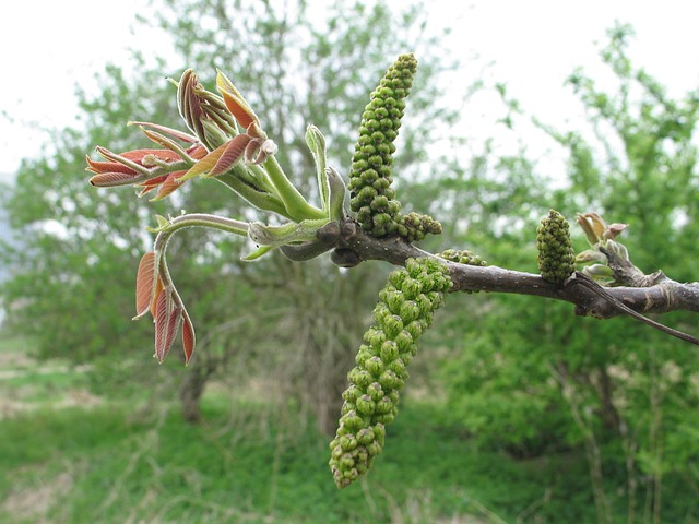 Bachblüten stellen sich vor – Heute: Walnut