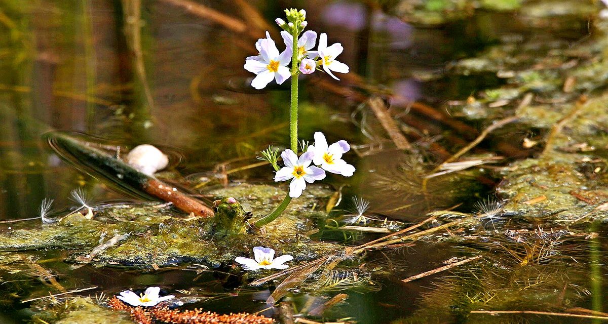 Bachblüten stellen sich vor – Heute: Water Violet