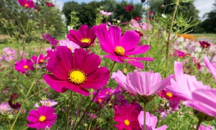 Pflanzenmagie: Cosmea