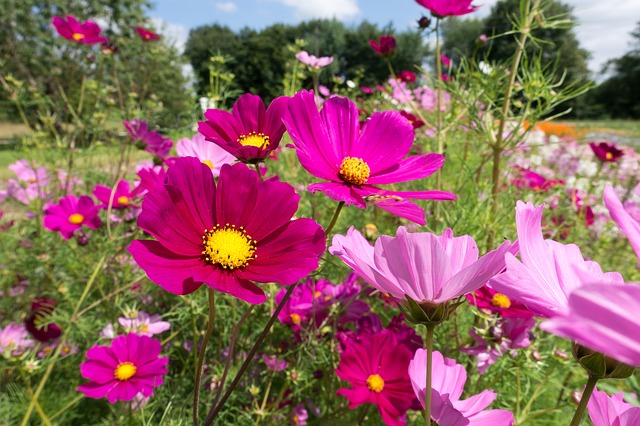 Pflanzenmagie: Cosmea