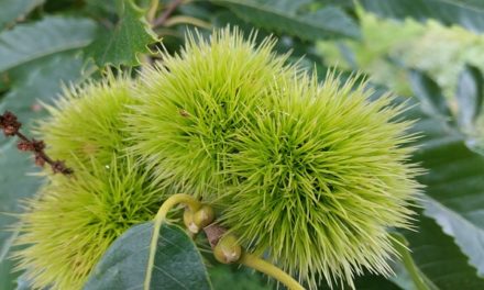 Bachblüten stellen sich vor – Heute: Sweet Chestnut