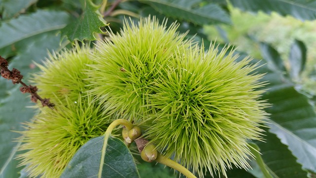 Bachblüten stellen sich vor – Heute: Sweet Chestnut