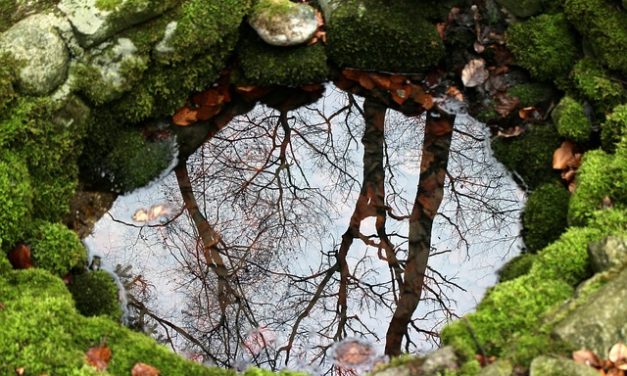 Bachblüten stellen sich vor – Heute: Rock Water