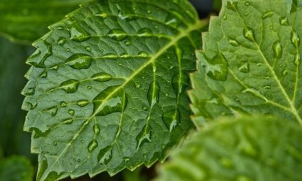Regenwasser nutzen heißt Umwelt schützen