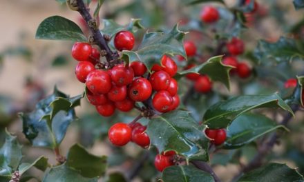 Bachblüten stellen sich vor – Heute: Holly