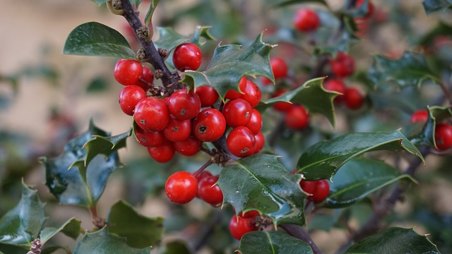 Bachblüten stellen sich vor – Heute: Holly