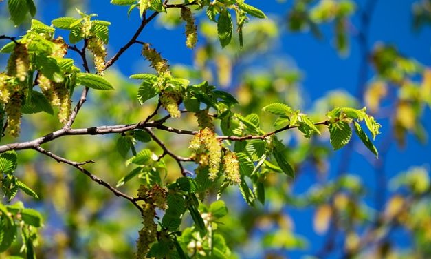 Bachblüten stellen sich vor – Heute: Hornbeam