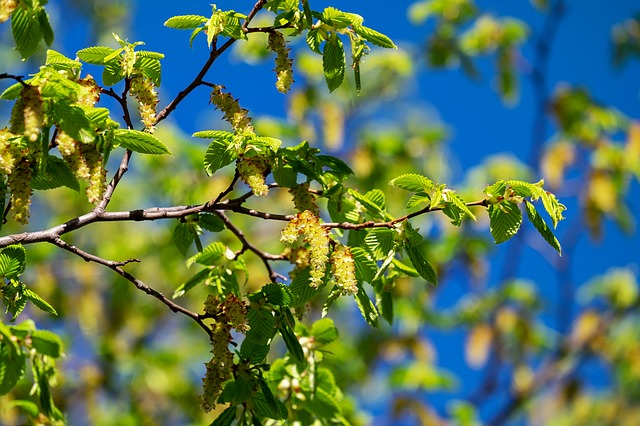Bachblüten stellen sich vor – Heute: Hornbeam