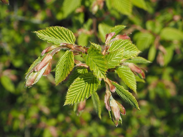 Die Bachblüten stellen sich vor – heute: Beech