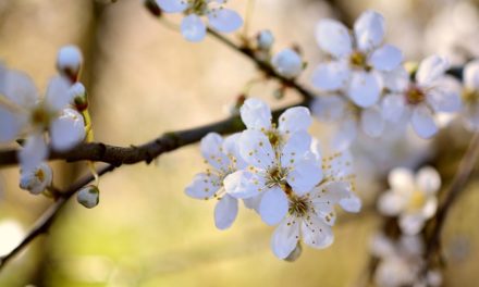 Bachblüten stellen sich vor – heute: Cherry Plum
