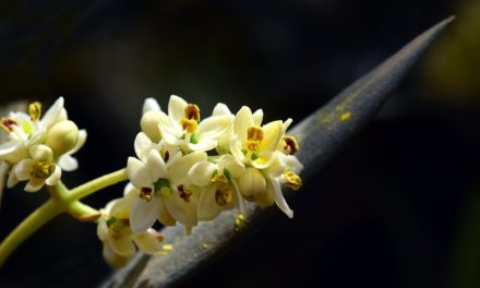 Bachblüten stellen sich vor – heute: Olive