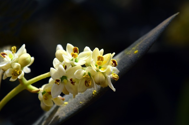 Bachblüten stellen sich vor – heute: Olive