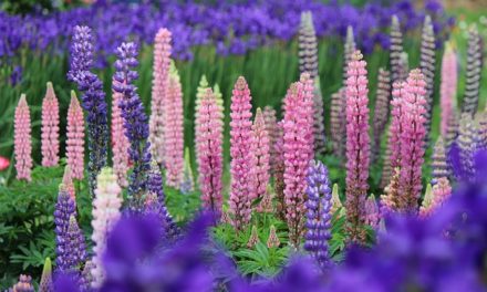 Pflanzenmagie: Lupine