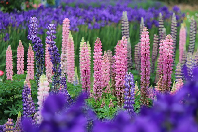 Pflanzenmagie: Lupine