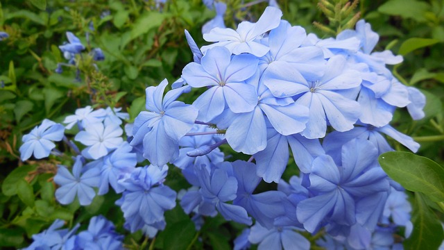 Bachblüten stellen sich vor – Heute: Cerato