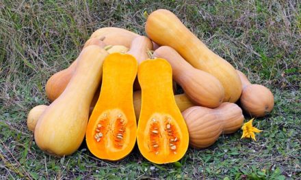 Butternut-Spinat-Cannelloni