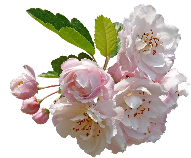 Bachblüten stellen sich vor – Heute: Crab Apple