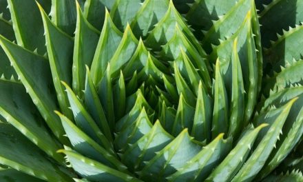 Pflanzenmagie: Aloe Vera