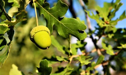 Bachblüten stellen sich vor – heute: Oak