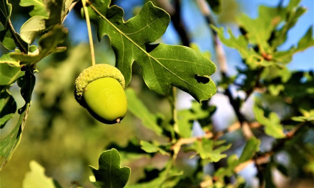 Bachblüten stellen sich vor – heute: Oak