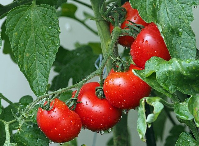 Pflanzenmagie: Tomate