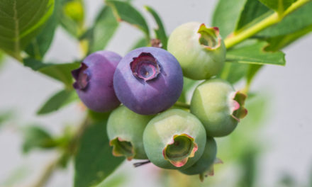 Heidelbeere (Vaccinium myrtillus) – die Gesundbeere