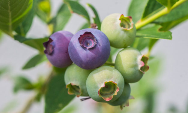 Heidelbeere (Vaccinium myrtillus) – die Gesundbeere